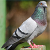 Feral Pigeon (Columba livia var)
