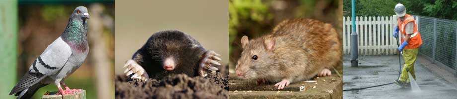 Airport pest control services - bird proofing, mole control, rodent control, deep cleaning