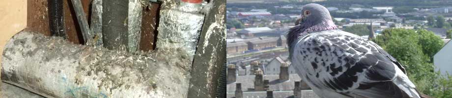 Bird Dropping Removal and Sanitisation - Bird droppings and Pigeon