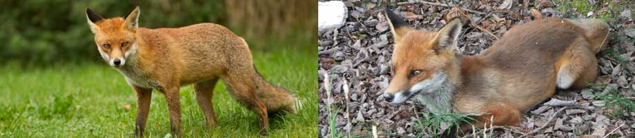 fox pest control cheshire - red fox