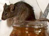 Pest Control Cheshire - House Mice