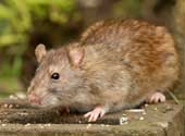 Rodent Control Cheshire - Brown Rat