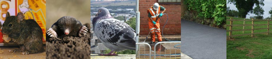 Mouse eating honey nut loops, mole appearing, pigeon on a ledge, power washing, tarmac drive, post and rail fence