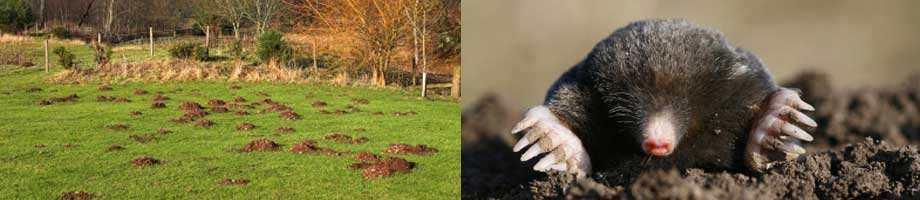 mole control cheshire - mole hills and mole