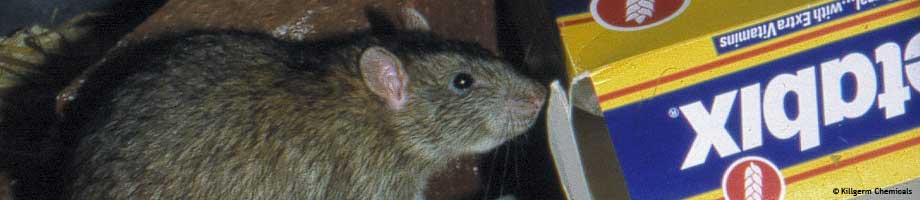 need for pest control legislation - rat eating wheetabix, rodent control