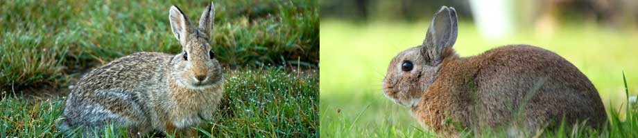 rabbit proof fencing cheshire - rabbit