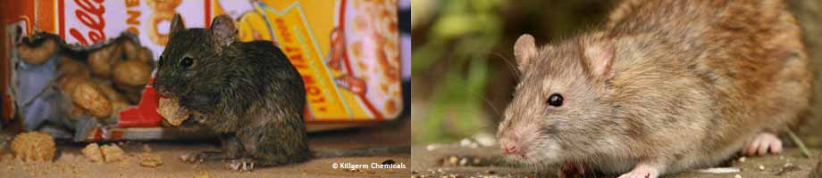 Rodent Control Cheshire - House Mouse and Brown Rat
