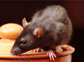 Getting rid of rats - Black Rat