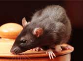 Getting rid of rats - Black Rat