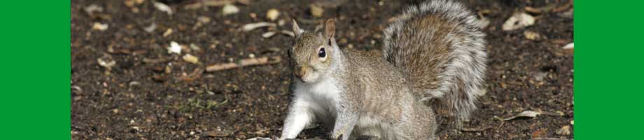 grey squirrel control cheshire - grey squirrel