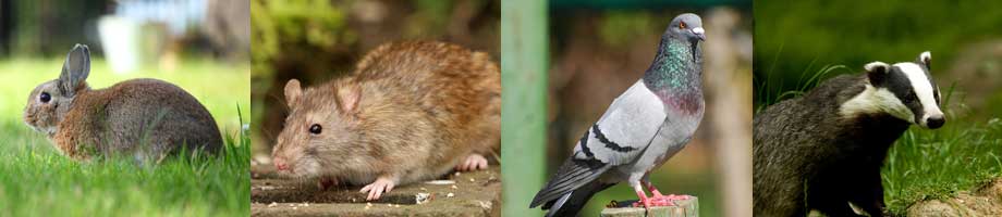 Wildlife Consultancy, Training, Wildlife Surveys - Rabbit, Rat, Pigeon, Badger#