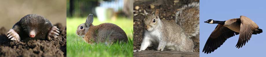 wildlife management cheshire - moles, rabbits, grey squirrel, canada geese