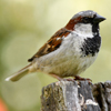 House Sparrow (Passer domesticus)