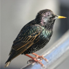 Starling (Sturnus Vulgaris)