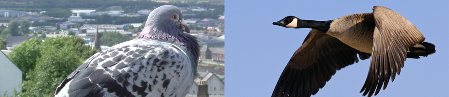 bird control/bird proofing cheshire - Pigeon and Canada Goose