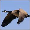 Canada Goose (Branta canadensis)