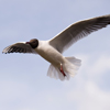 Black-headed Gull (Larus ridibundus)