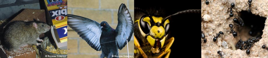 rodent Control, bird control and proofing, insect control, wasp control, ant control