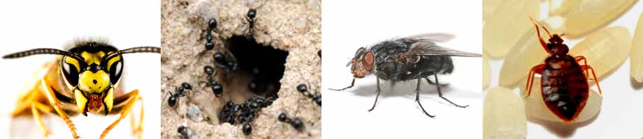 Insect Control Cheshire - Wasp, Garden Ant, Fly, Bedbug